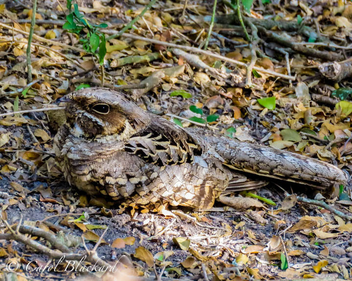 Nightjar bird sleeping on ground, camouflaged
