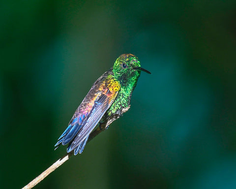 Irridescent feathers on hummingbird