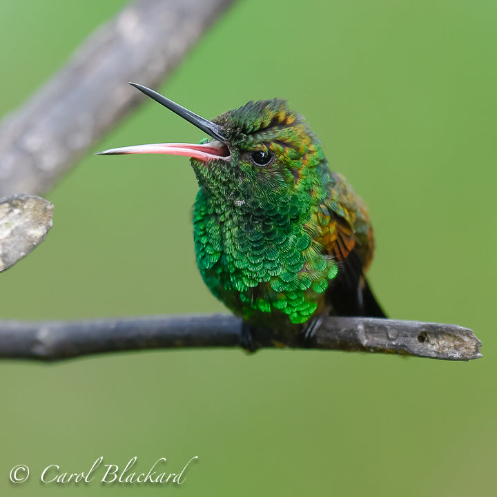 Hummingbird with beak wide open