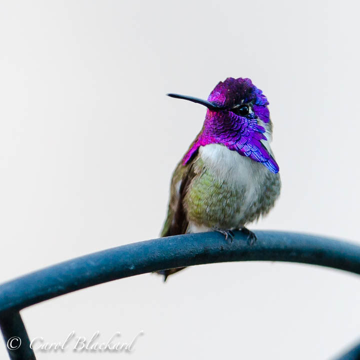 Costa Hummingbird male, looking over shoulder, against white, California