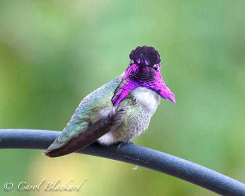 Costa Hummingbird male with purple  gorget