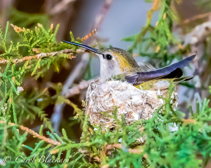 Costa's Hummingbird female incubating eggs 3/12/2017