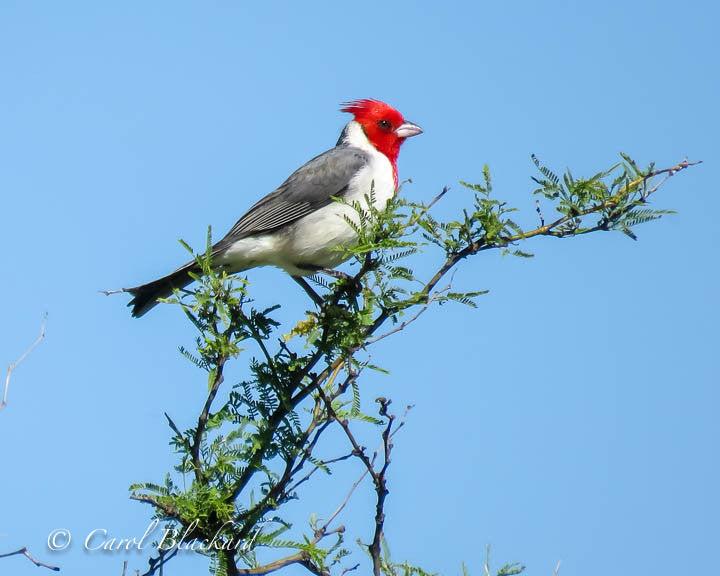 Red-headed gray and white bird on feathery greenery