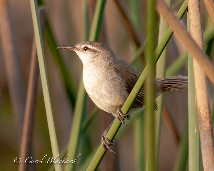 Curve-billed bird on green reed