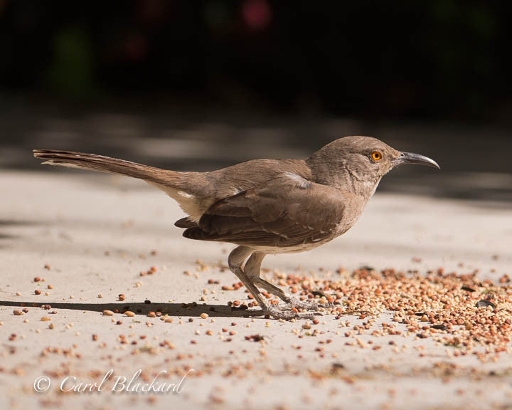 Curve-billed bird crouching on ground with seeds