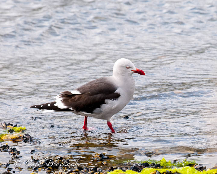 Gull with orange bill and legs walking on watery shore