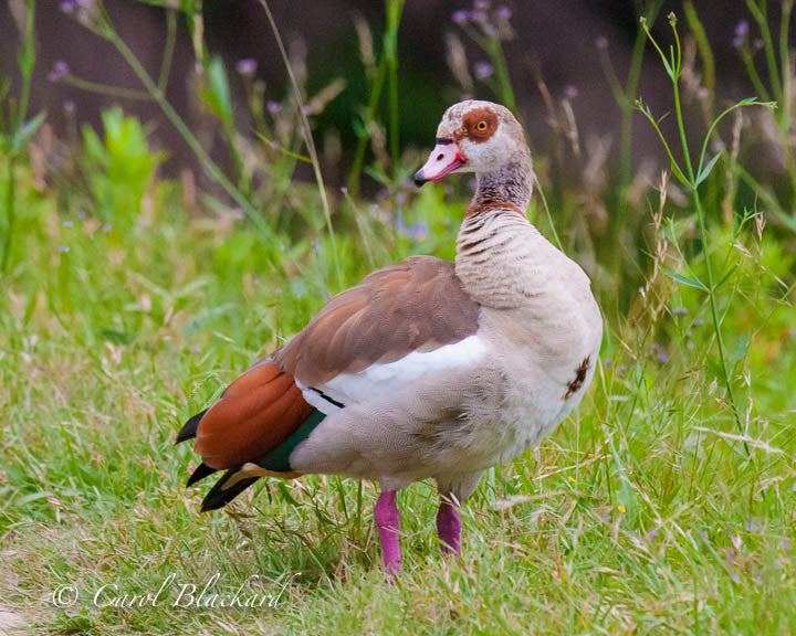 Brightly colored goose on green ground
