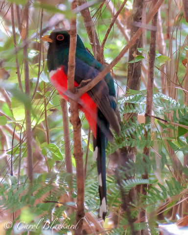 Bright red belly and eye ring on this perched bird