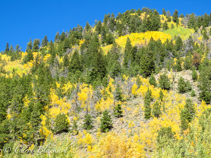 Yellow aspens and green evergreen trees on hillside