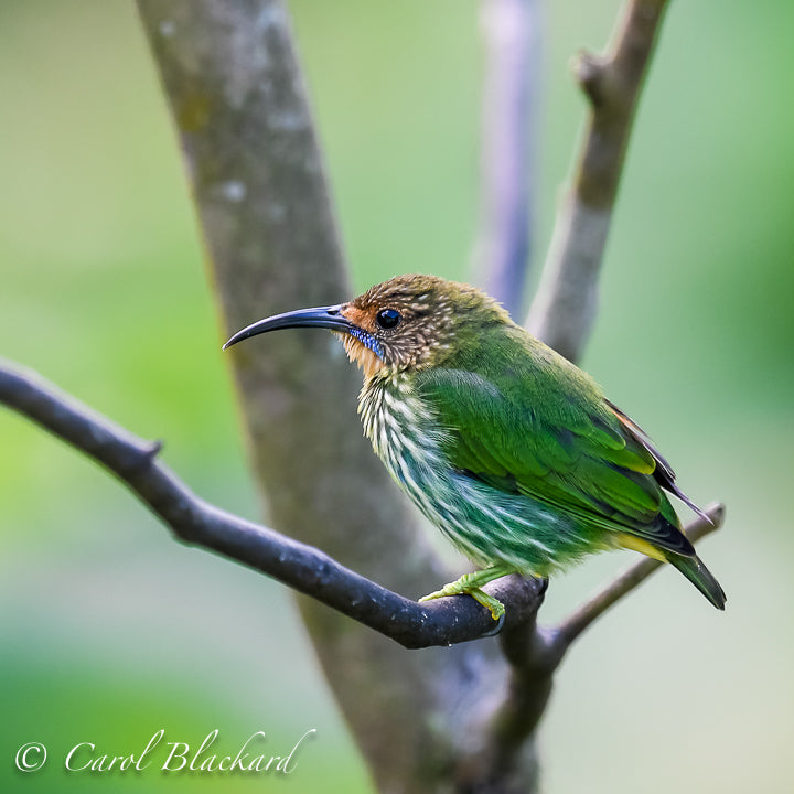 Green bird with short tail, blue streak on cheek
