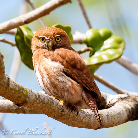 Small owl looking at photographer from branch.