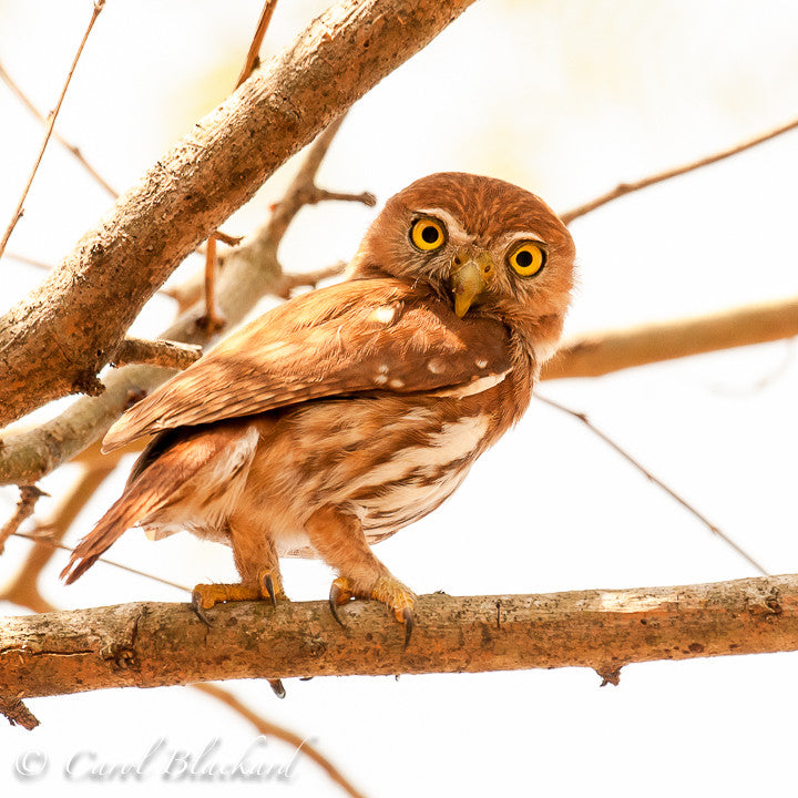 Small owl tipped forward on branch looking at photographner.