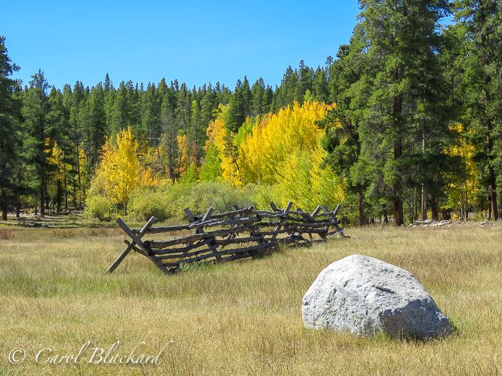 Yellow-green aspens with split rail fence and boulder in front