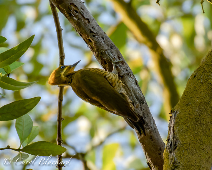 Golden and green woodpecker
