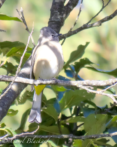 Large flycatcher perched