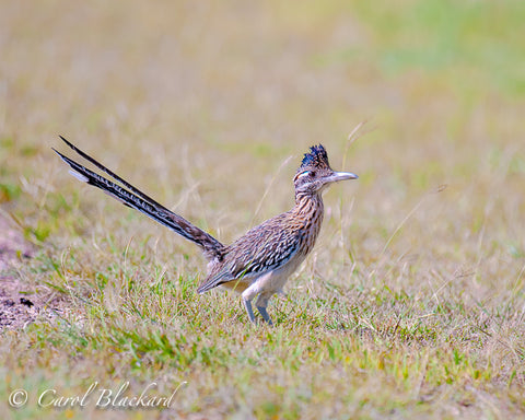 Greater Roadrunner, tail up,  at Lake Colorado City State Park, Texas