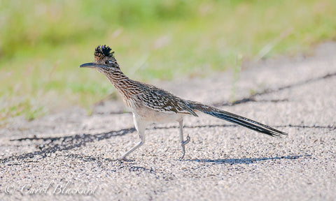 Greater Roadrunner, running, at Lake Colorado City State Park, Texas