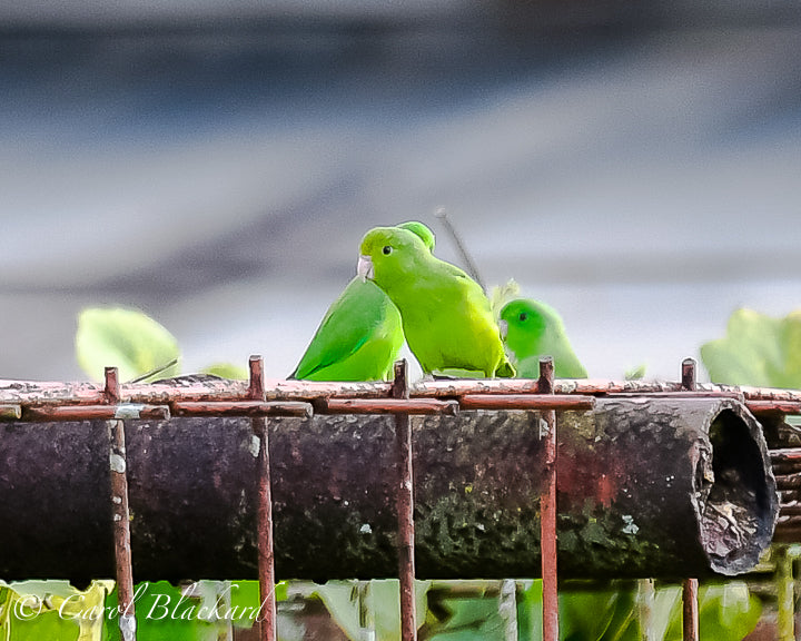 Small little green parrots