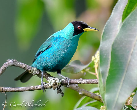 Close-up of Green Honeycreeper