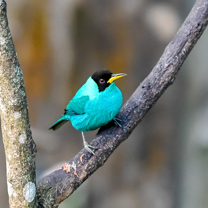 Beautiful teal bird with curved bill