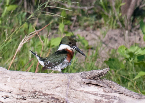 Green Kingfisher bird on log