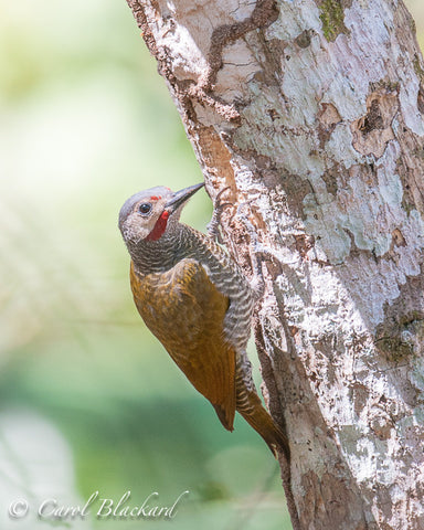 Grey crowned woodpecker at hole in side of tree.