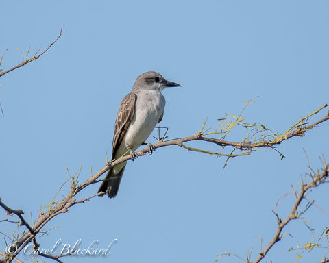 Perched grey flycatcher