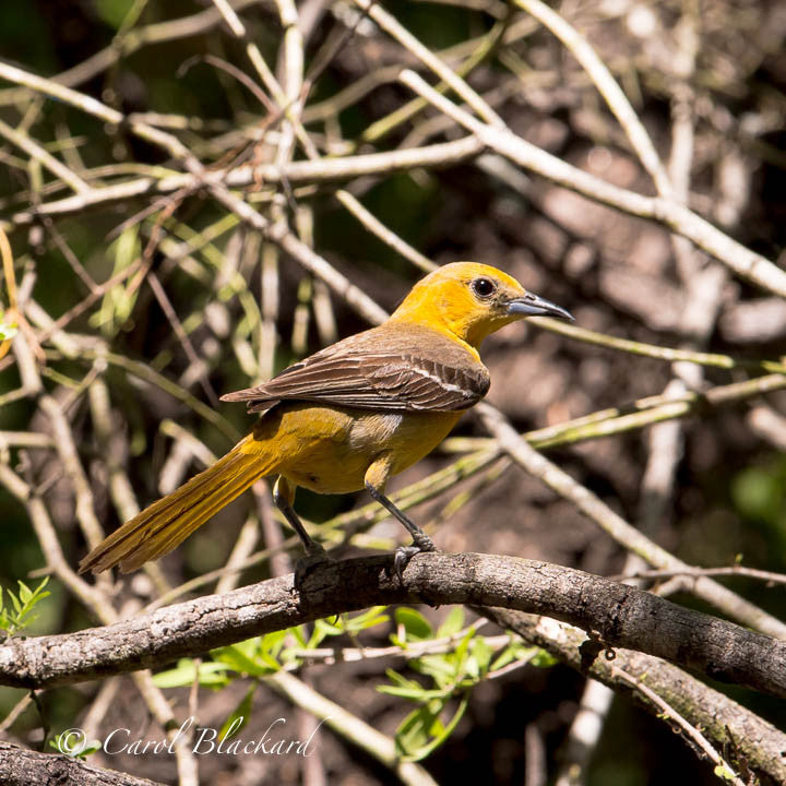 Yellow Oriole on branch facing away and looking back