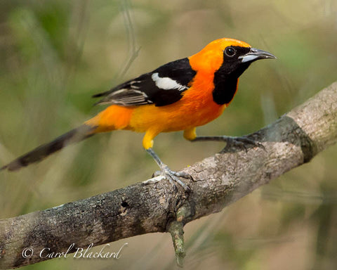 Bright orange Hooded Oriole on branch close-up