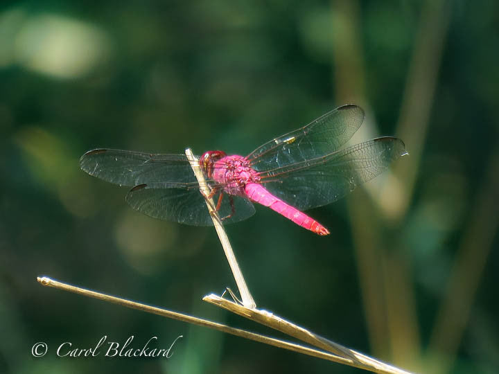 Pink and red dragonfly resing on twig