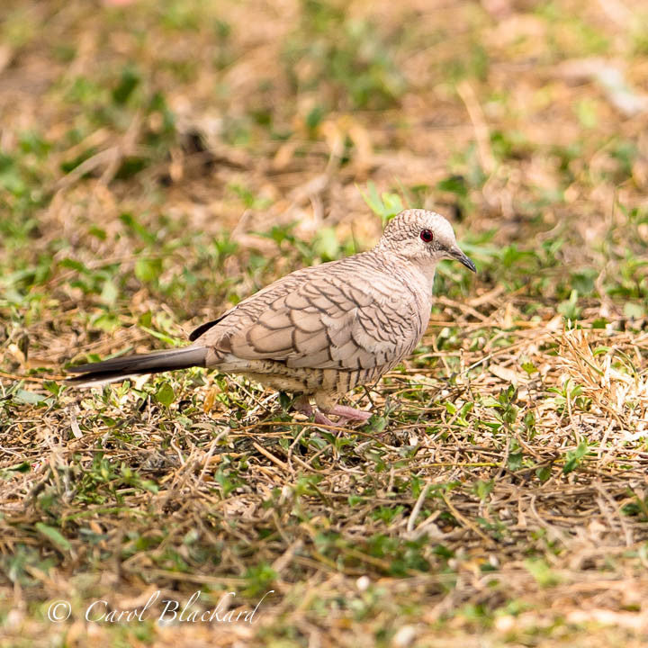 Dove on ground, patterned back