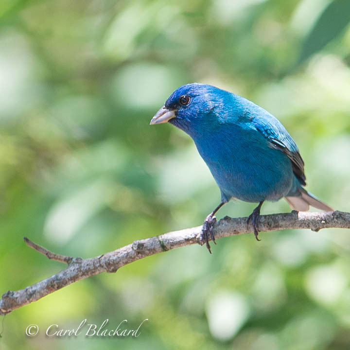 Bright blue bunting bird on branch