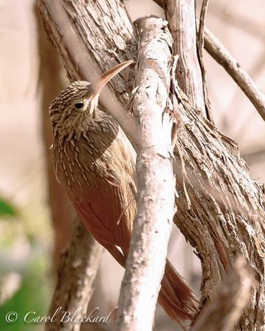 Creeper type bird on tree trunk