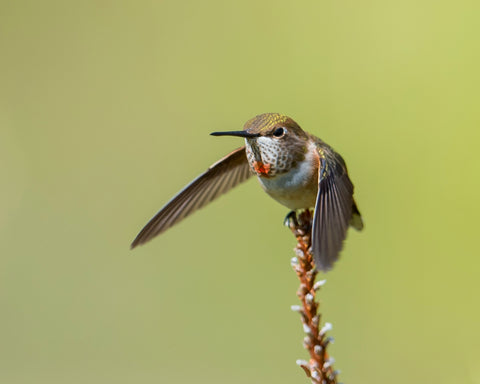 Rufous Hummingbird, juvenile male, aggressively flying from twig