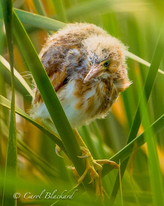 Bittern chick in reeds