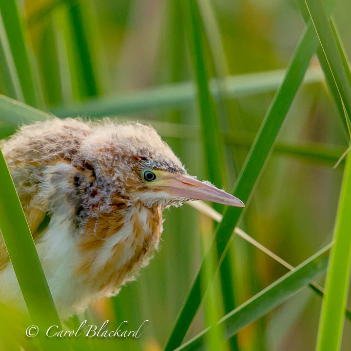 Fluffy bittern chick head in reeds