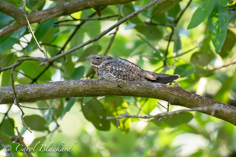 NIghthawk sleeping on branch