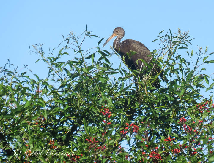 Heron-like bird in top of green tree