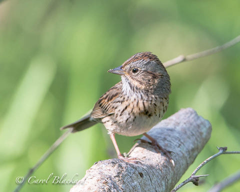 Lincoln's Sparrow with clear markings