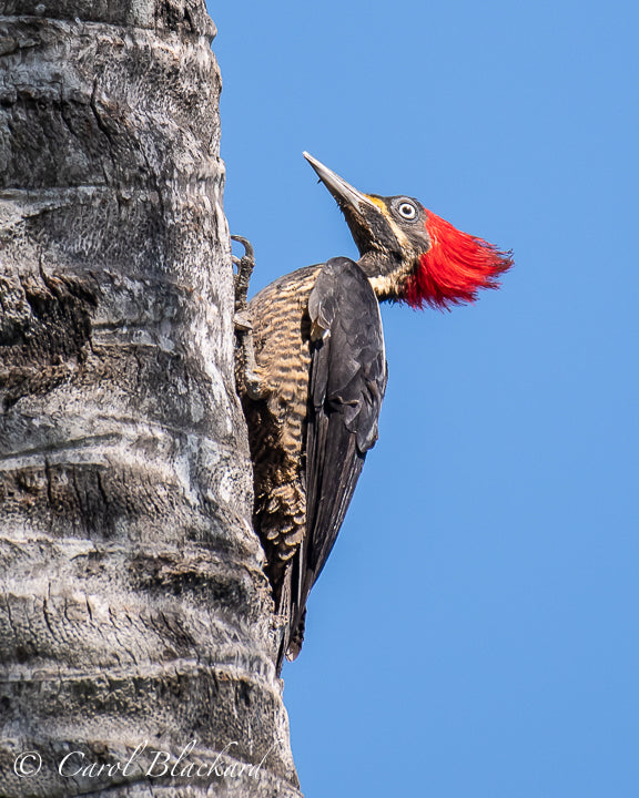 Large red-crested Woodpecker on side of palm