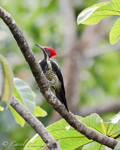 Large red-crested woodpecker