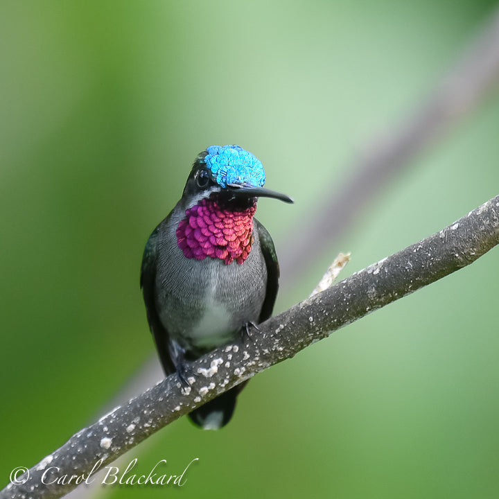 Hummingbird with blue head and pink throat