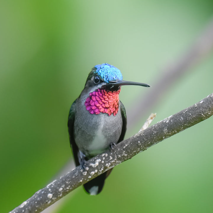Blue head and pink throated hummingbird