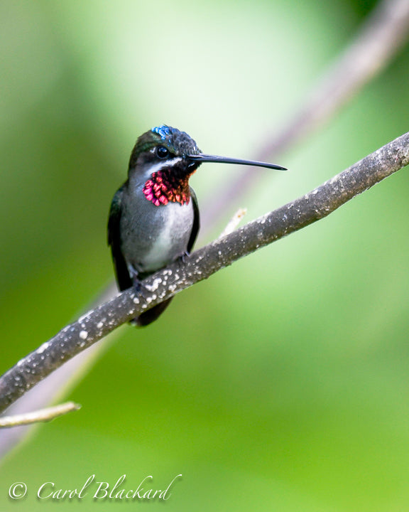 Long-billed, blue and pink hummingbird