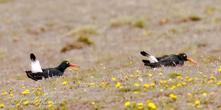 Two birds open orange bills and raise tails on flowered ground 