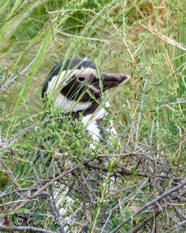 Penguin hiding behind green grass