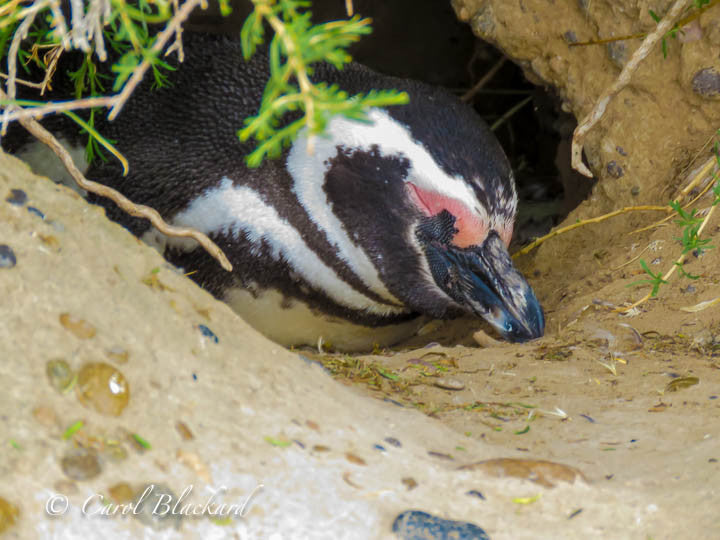 Penguin asleep in burrow
