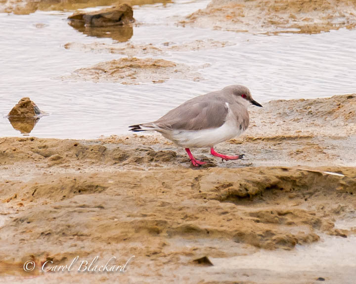 Gray plover bird with pink legs walks on shore