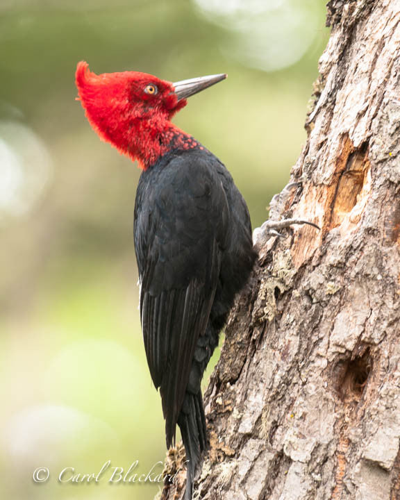 Red-headed black woodpecker with crest on tree trunk
