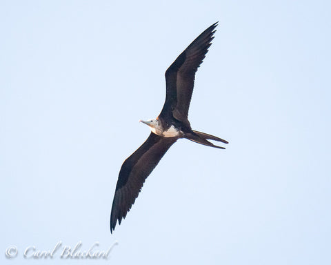Flying frigatebird